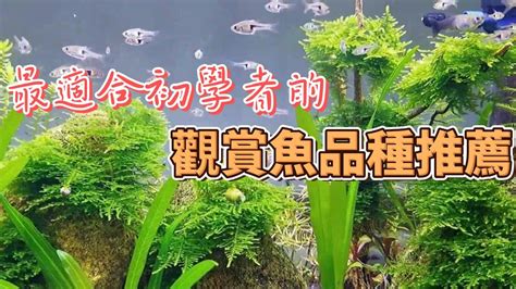 易養淡水魚|如何選擇適合初學者的觀賞魚